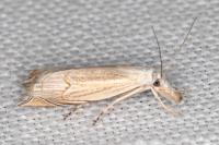 Metacrambus carectellus