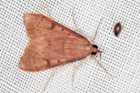 Uresiphita gilvata