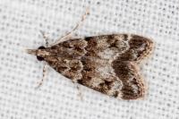 Eudonia mercurella