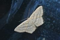 Scopula nigropunctata