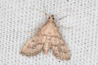 Metasia corsicalis