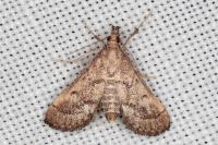 Metasia corsicalis