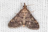 Metasia cuencalis bourgognei