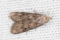 Aphomia cephalonica