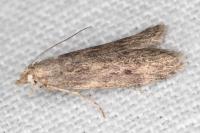 Aphomia cephalonica