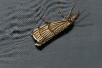 Chrysocrambus linetella
