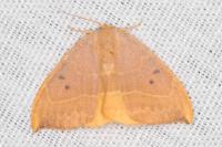 Watsonalla binaria