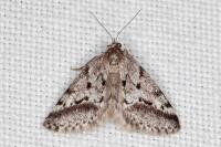 Eumannia oranaria