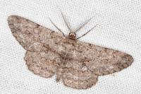 Hypomecis punctinalis