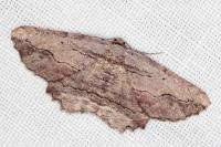 Menophra abruptaria