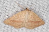 Aplasta ononaria