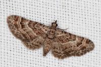 Gymnoscelis rufifasciata