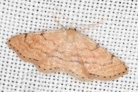 Idaea belemiata helianthemata