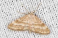 Idaea circuitaria