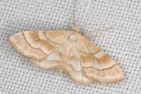 Idaea circuitaria