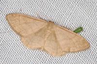 Idaea deversaria