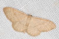 Idaea deversaria