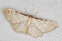 Idaea fuscovenosa