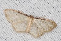 Idaea fuscovenosa