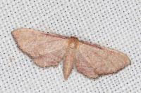 Idaea infirmaria