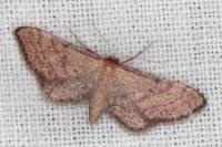 Idaea infirmaria