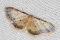 Idaea politaria