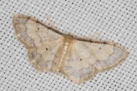 Idaea politaria
