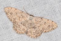Scopula submutata roseonitens