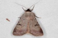 Lygephila craccae