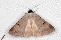 Lygephila craccae