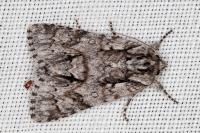 Acronicta auricoma