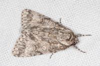 Acronicta megacephala