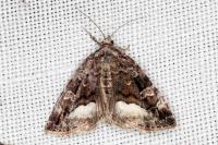 Deltote pygarga