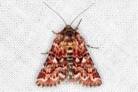 Anarta myrtilli