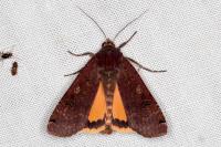 Noctua pronuba