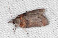 Nycteola columbana