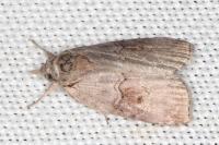 Nycteola asiatica