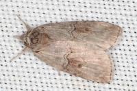 Nycteola asiatica