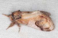 Notodonta ziczac