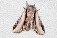 Pheosia tremula
