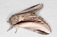 Pheosia tremula