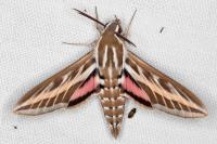 Hyles livornica