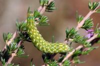 Anarta myrtilli