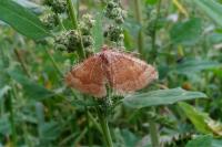 Camptogramma bilineata