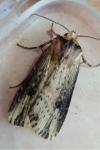 Axylia putris