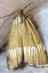 Chrysocrambus linetella