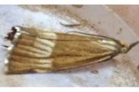 Chrysocrambus linetella