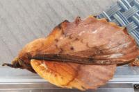 Gastropacha quercifolia