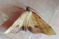 Plagodis dolabraria