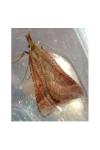 Synaphe punctalis